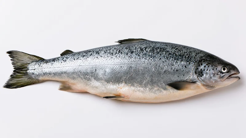 Whole fresh atlantic salmon lying on its side on white background