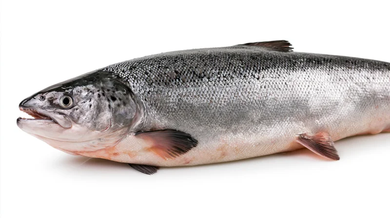 Whole fresh atlantic salmon lying on its side on white background