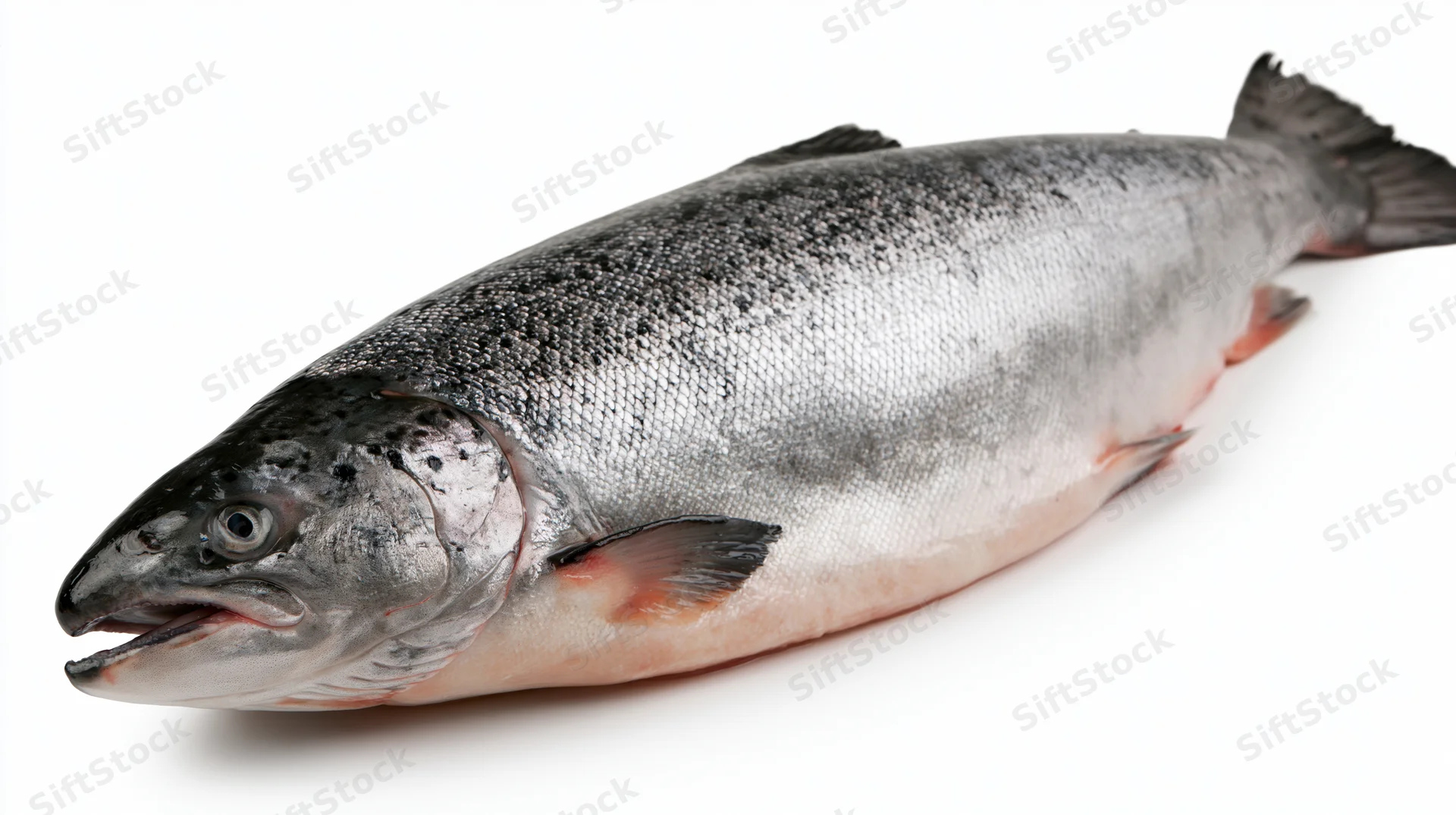 Whole fresh atlantic salmon lying on its side on a white background