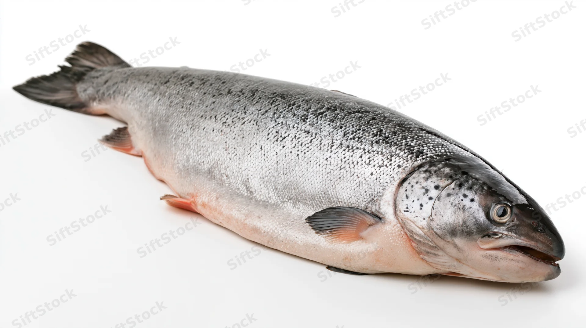 Whole fresh atlantic salmon lying on its side on white background
