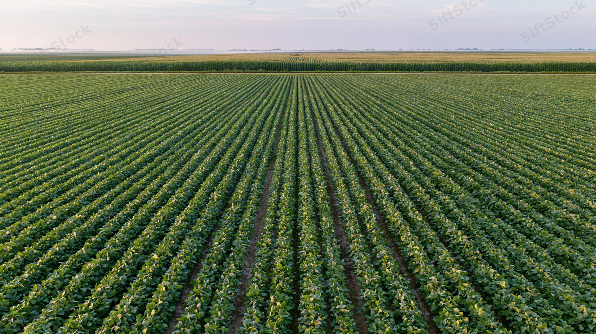 Aerial view of converging soybean crop rows stretching across a vast green field