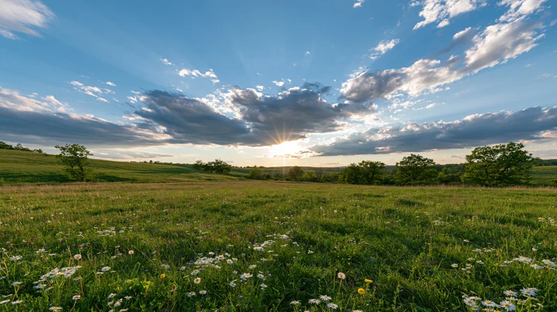 Wide open meadow filled with wild daisies and dandelions under a blue sky with scattered clouds at sunrise