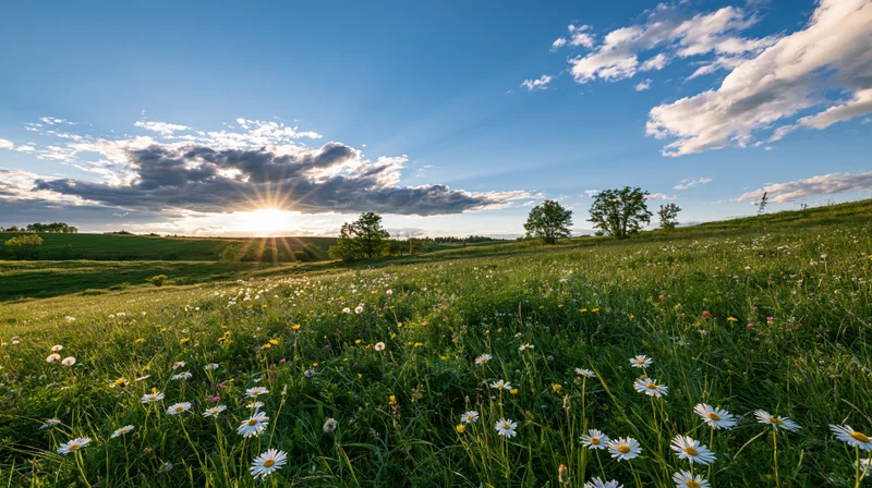 Sun rising over a wide meadow filled with wild daisies and dandelions under a blue sky with scattered clouds