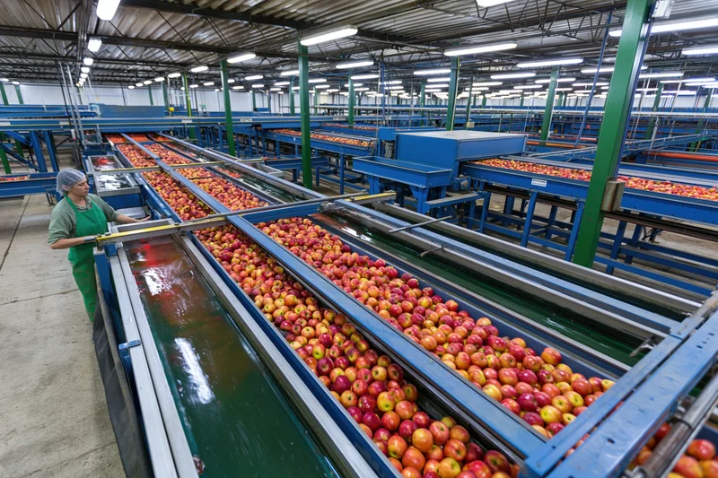 Woman inspecting apples on conveyor belts in large industrial packing facility
