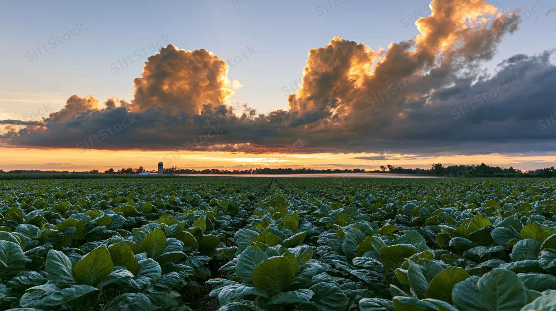 Rows of broad-leafed crops stretching across a field at sunset under dramatic clouds