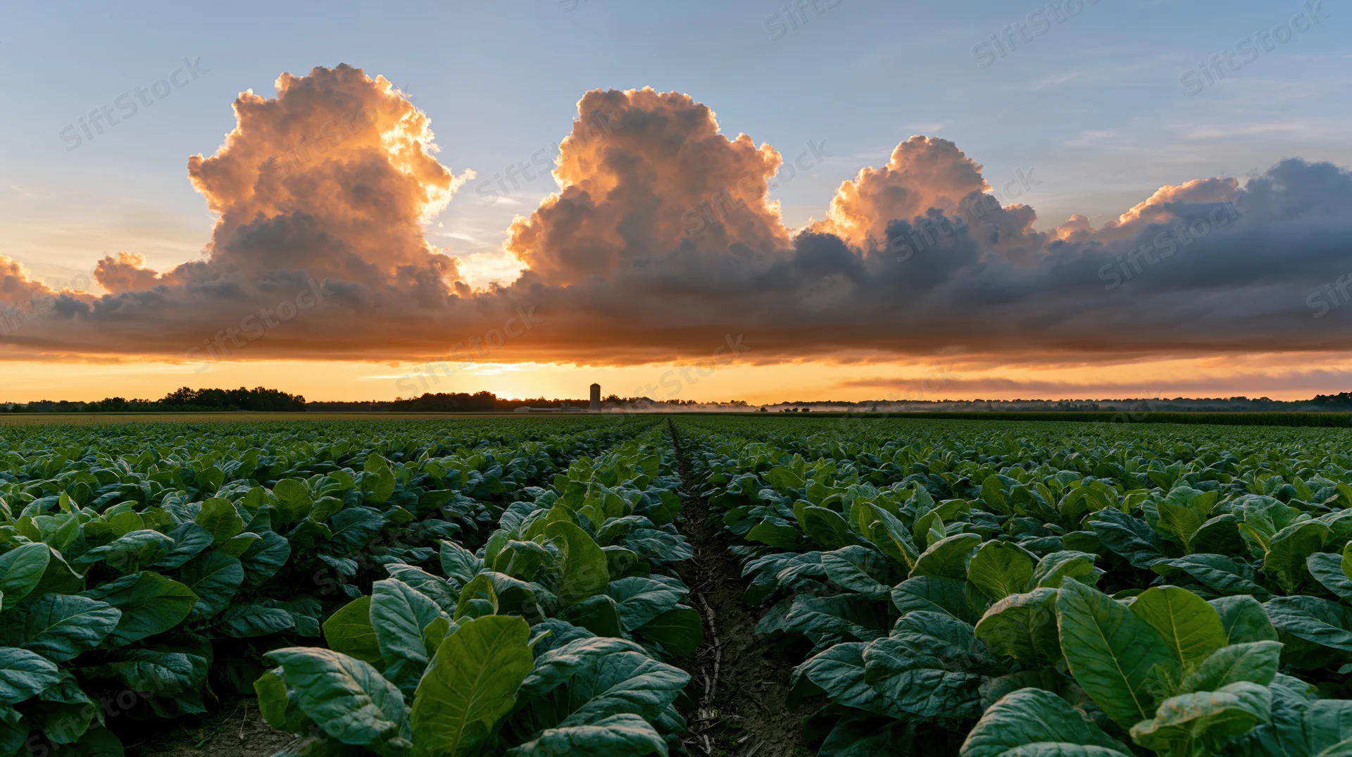 Rows of broad-leafed crops stretching across a field at sunset under dramatic clouds