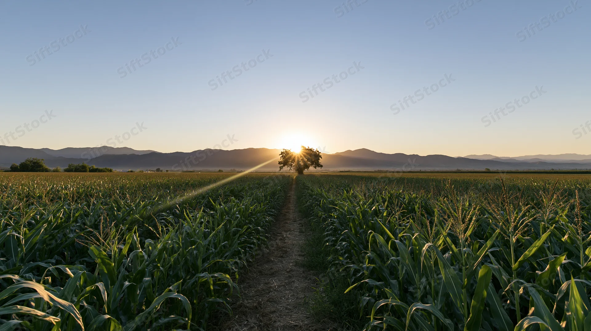 Wide view of a cornfield at sunset with a narrow dirt path leading toward a tree on the horizon