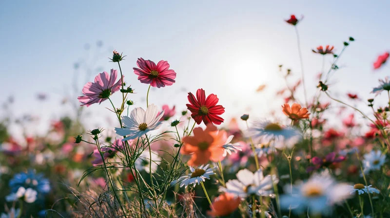 Cosmos and daisy flowers blooming in a sunlit meadow field