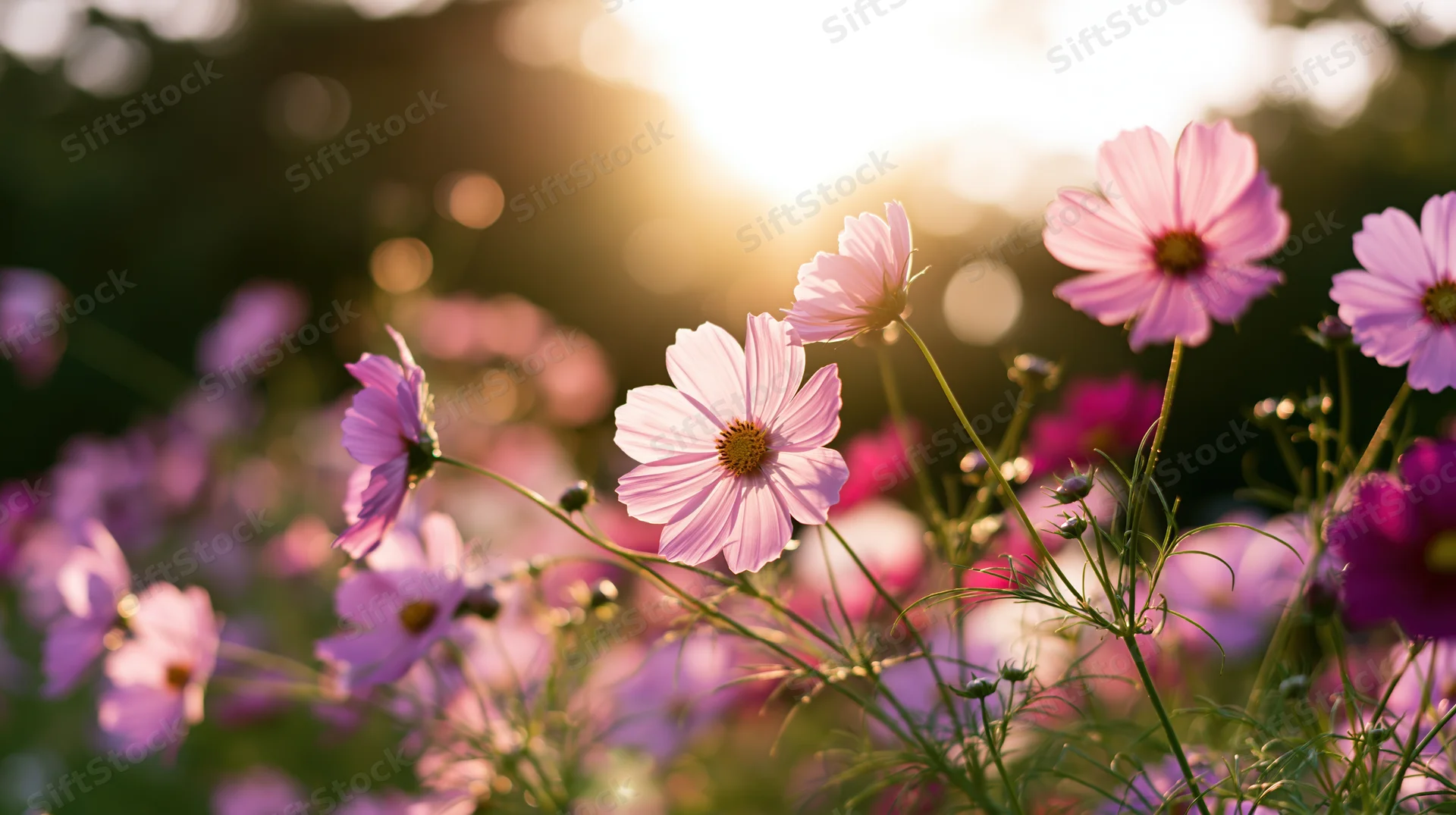 Pink and purple cosmos flowers blooming in a sunlit field at golden hour
