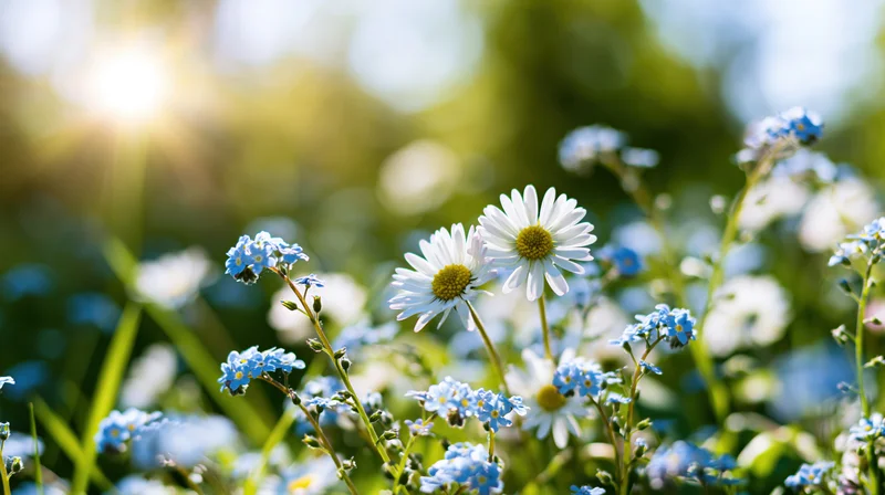 Wild daisies and forget-me-nots blooming in a sunlit meadow with soft focus background