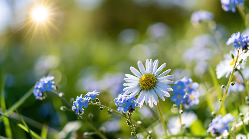 Daisy and forget-me-not flowers blooming in a sunlit meadow with soft green background