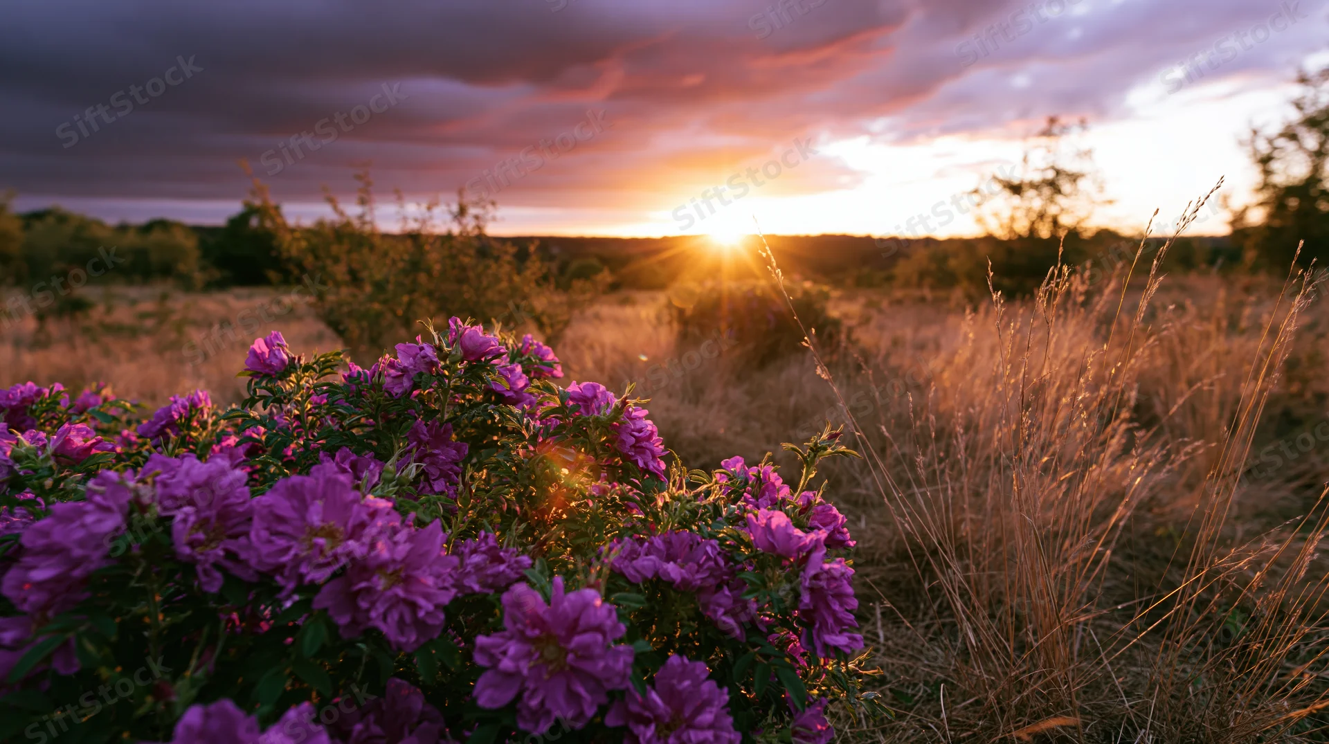 Wild magenta roses in full bloom in a field at sunset