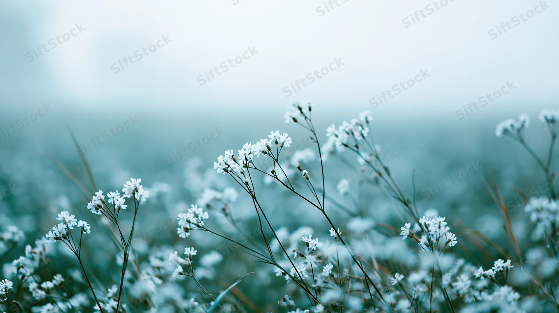 White wildflowers with slender stems in a soft-focus meadow field