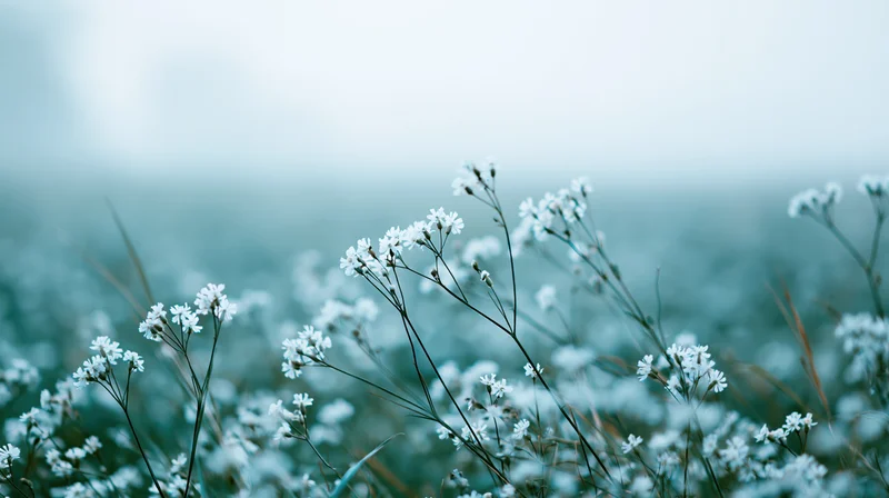 White wildflowers with slender stems in a soft-focus meadow field