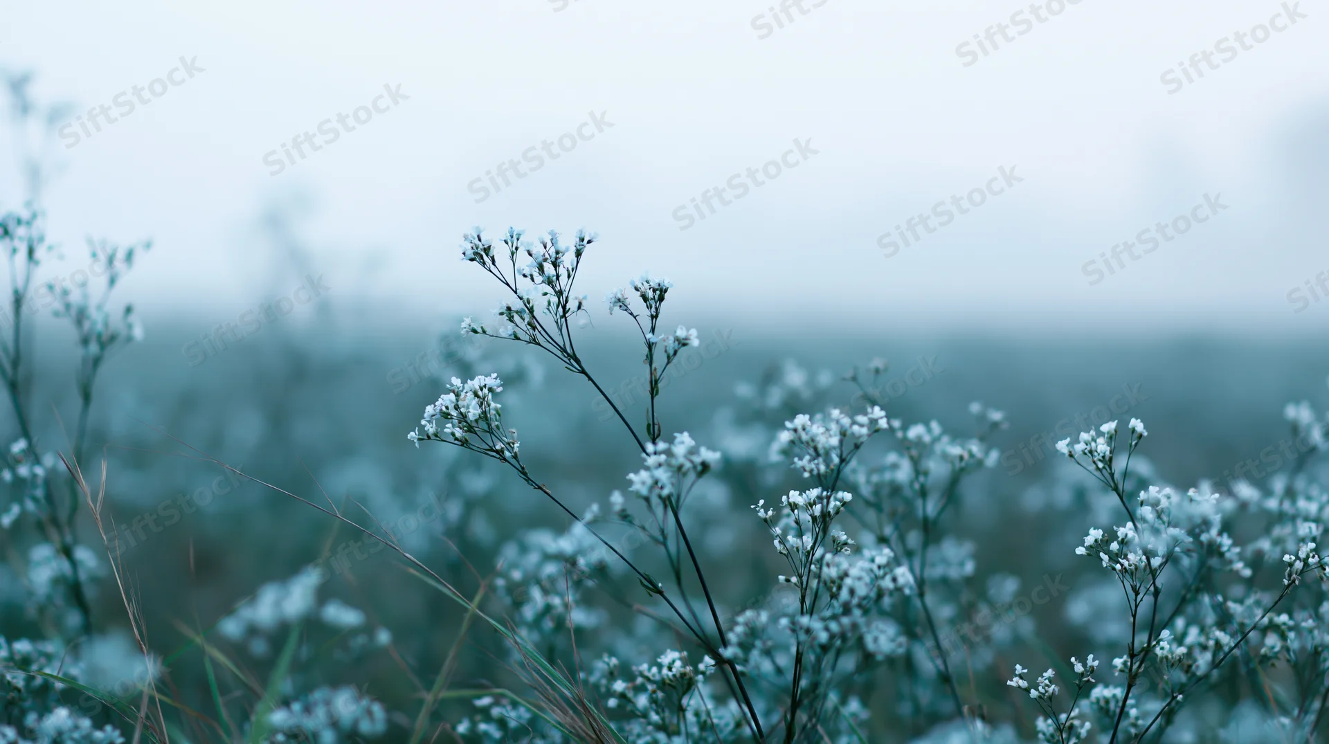 White wildflowers blooming in a misty meadow field