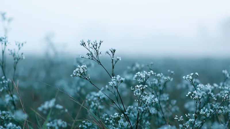 White wildflowers blooming in a misty meadow field