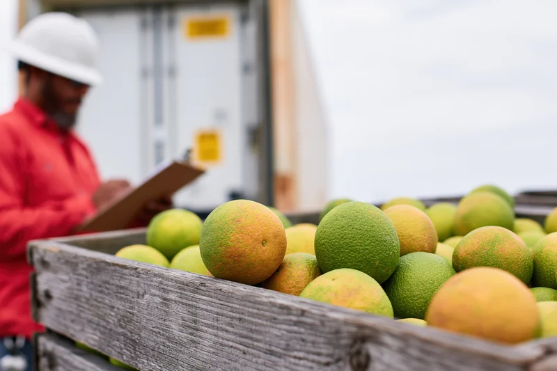 Wooden crate filled with green-orange citrus fruits in foreground with farm worker inspecting clipboard in background