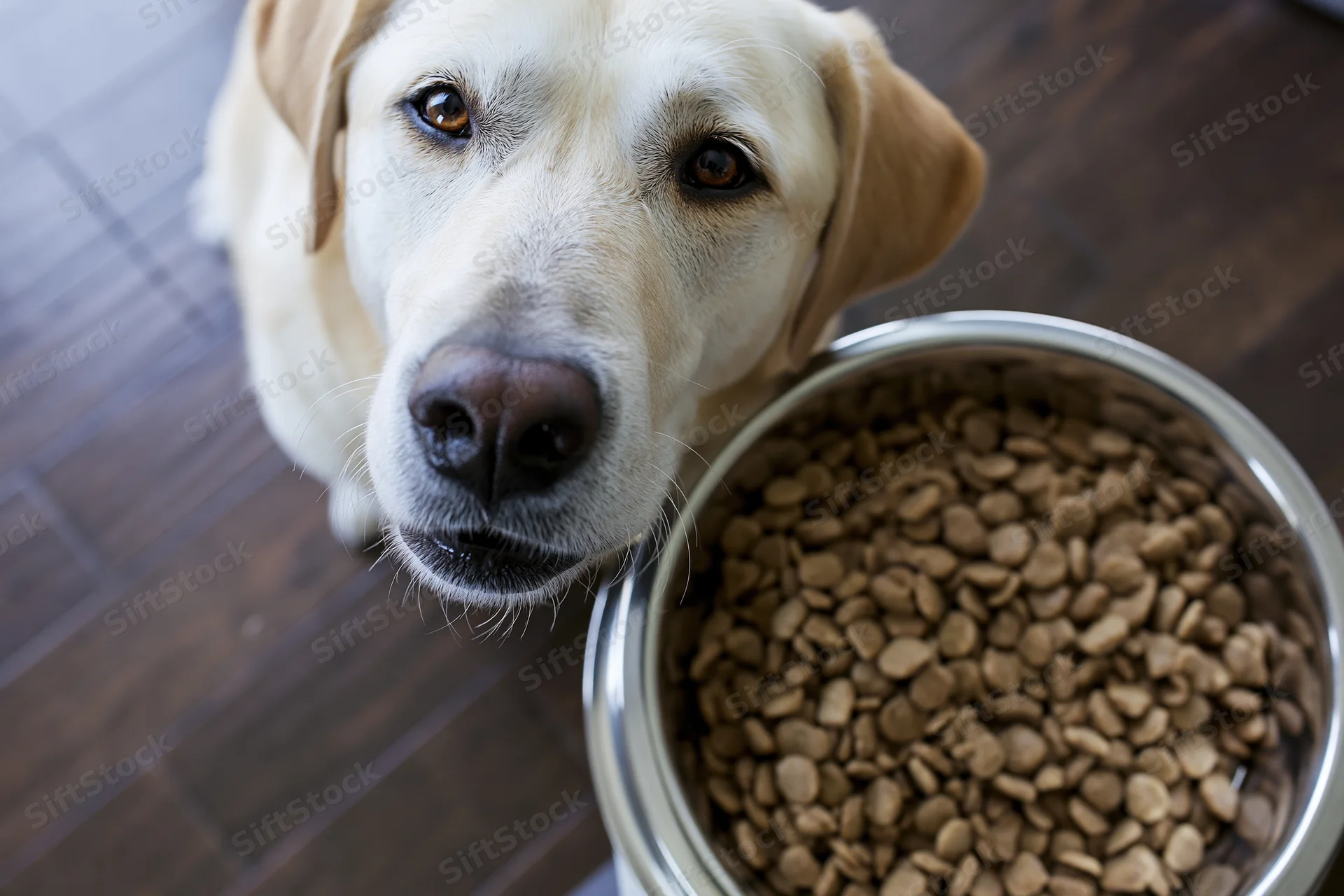 Yellow labrador mix looking up beside a full stainless steel bowl of dry dog food on hardwood floor
