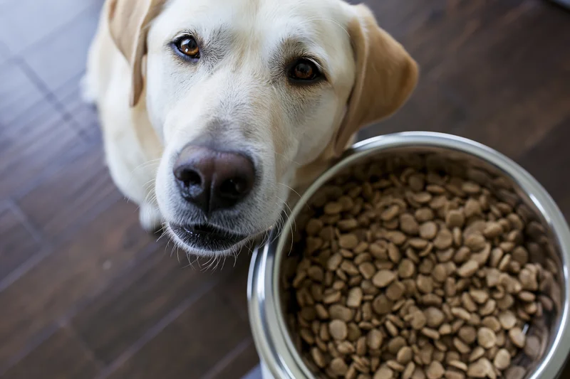 Yellow labrador mix looking up beside a full stainless steel bowl of dry dog food on hardwood floor