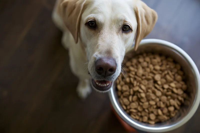 Yellow labrador mix looking up eagerly beside a full stainless steel bowl of dry kibble on wooden floor