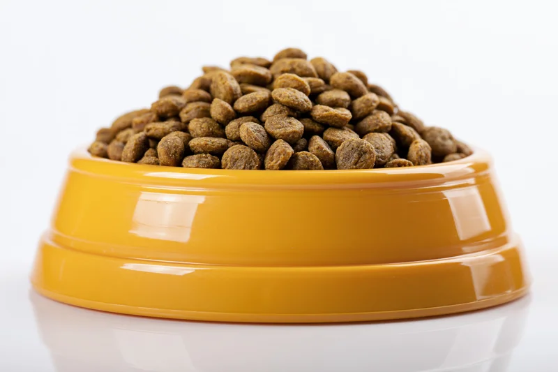 Yellow plastic pet food bowl heaped with dry kibble on white background
