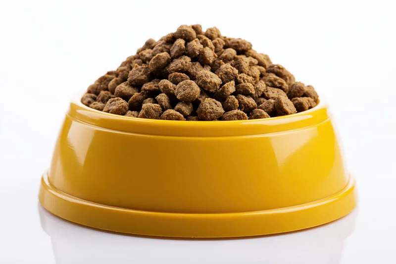 Yellow plastic pet food bowl heaped with dry kibble on white background