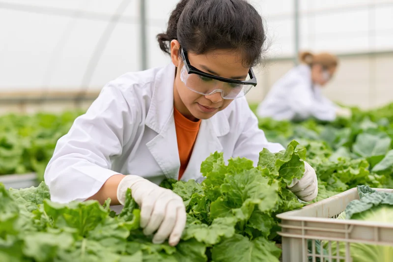Woman researcher inspecting lettuce plants in a greenhouse
