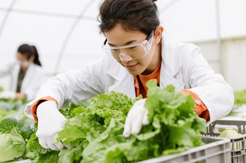 Young woman researcher inspecting lettuce plants in a greenhouse