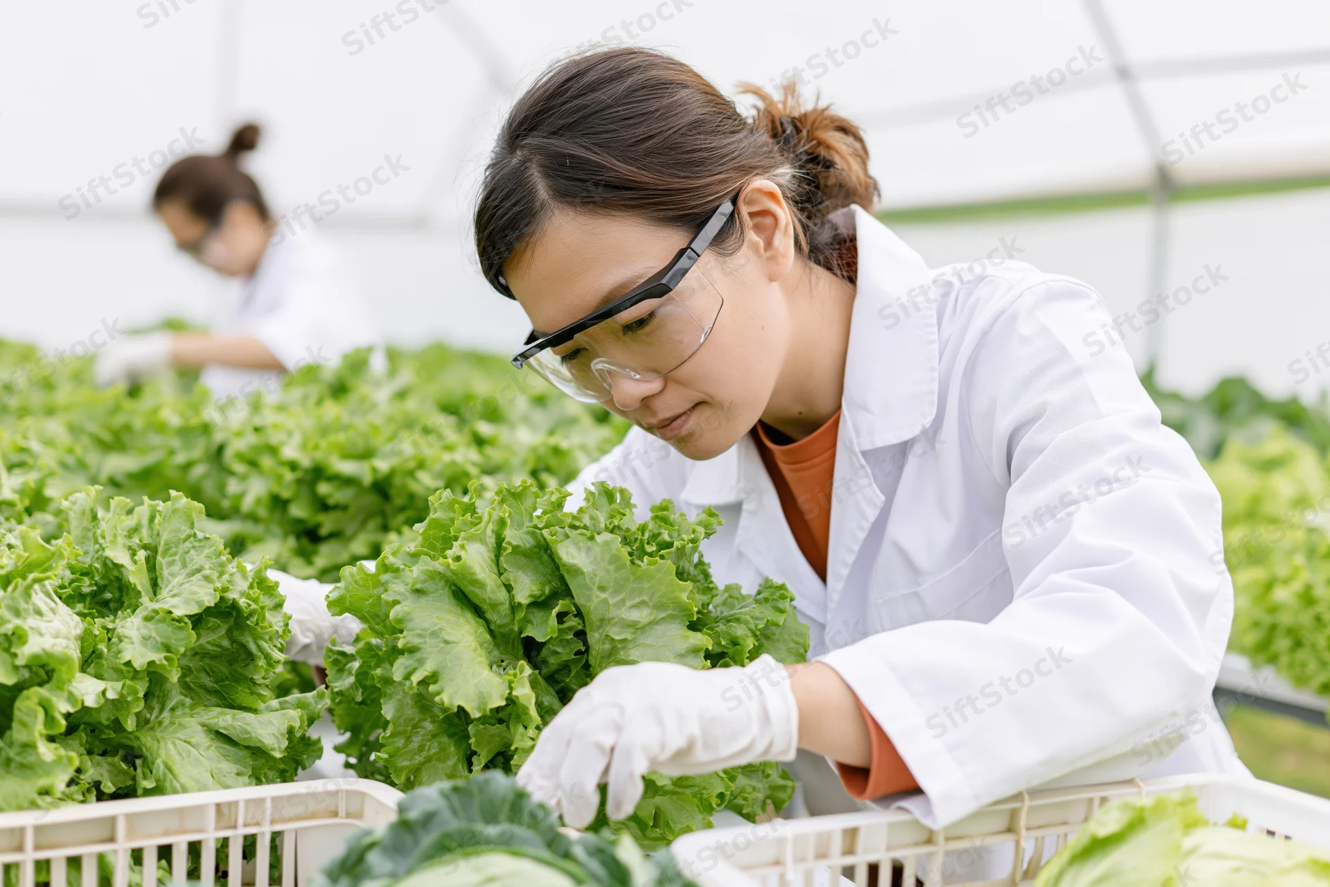 Woman researcher inspecting lettuce plants in a greenhouse wearing lab coat and safety glasses