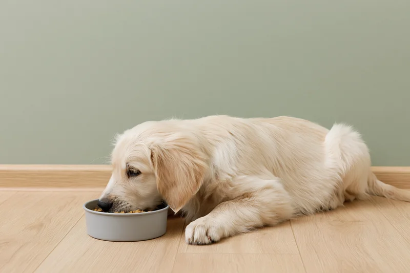 Young golden retriever puppy lying on light wood floor eating from a bowl