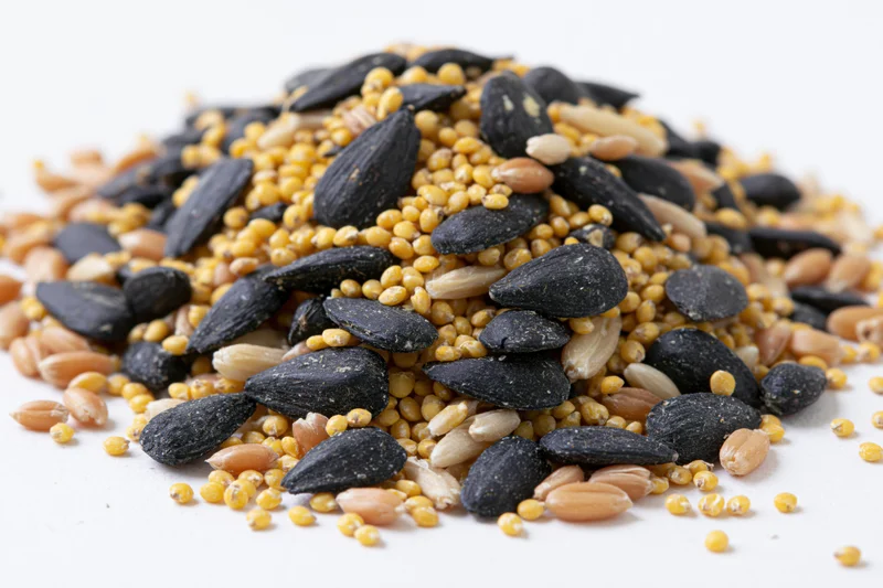 A mound of mixed birdseed including black sunflower seeds, millet, and wheat on a white surface