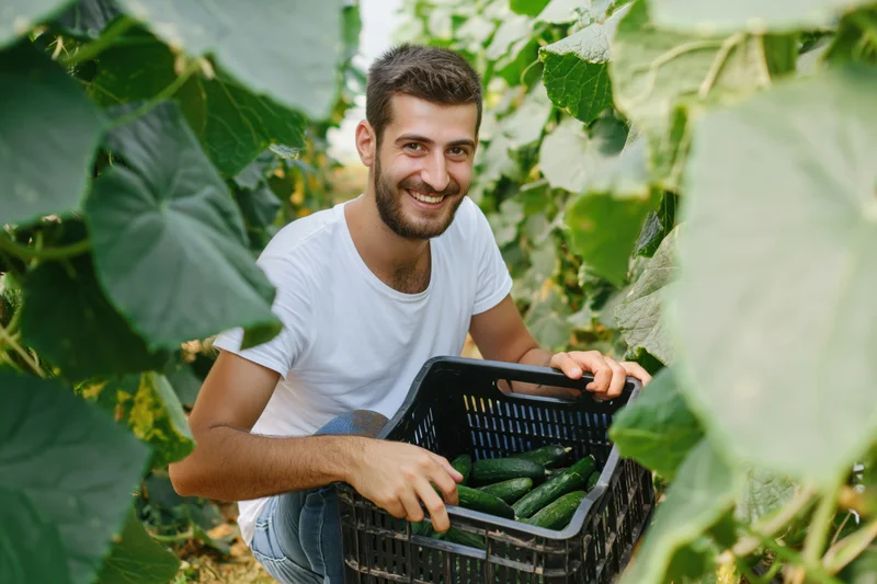 Young bearded man smiling while holding a basket of cucumbers in a lush green garden