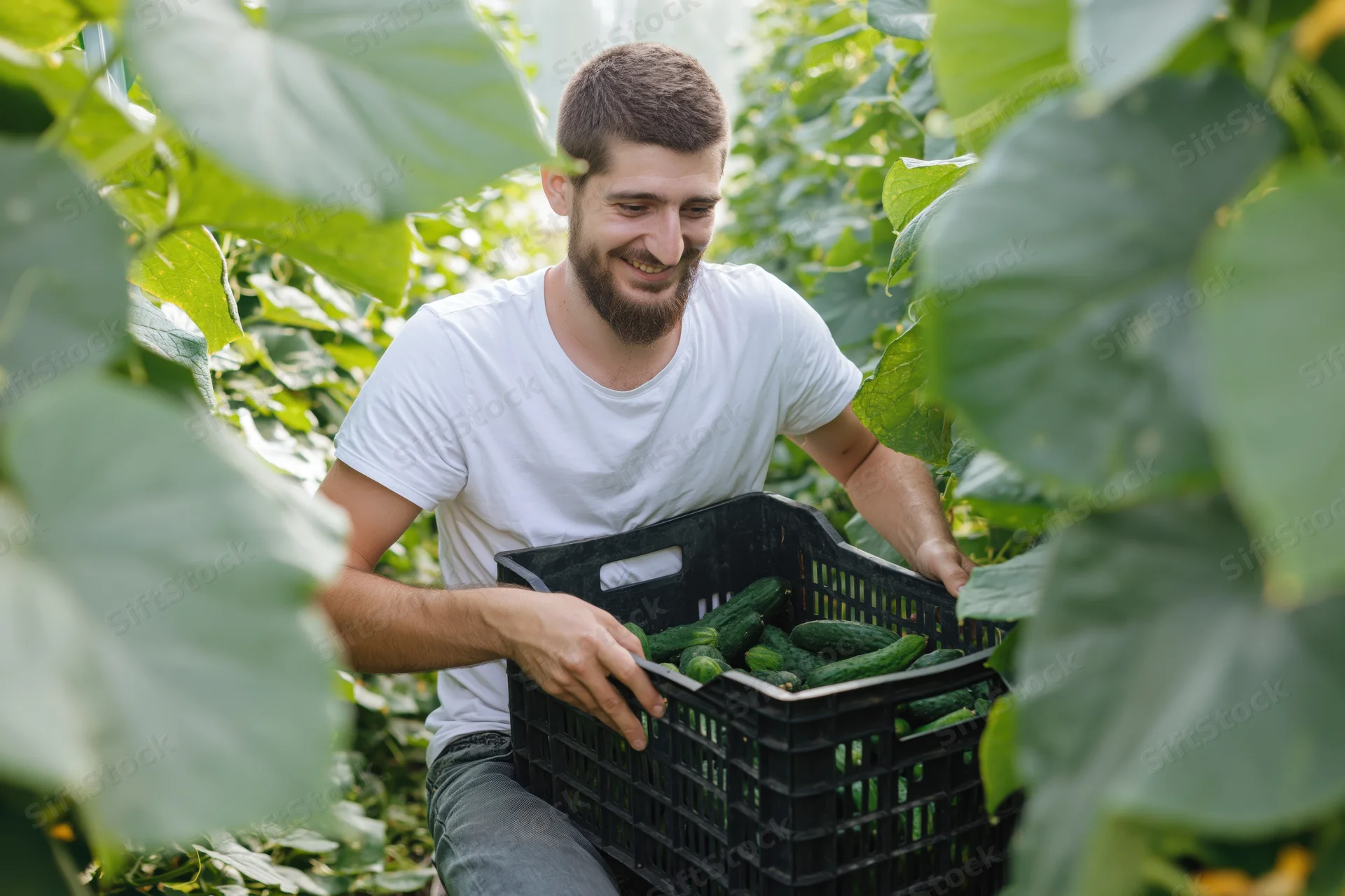 Bearded young man smiling as he places cucumbers into a black basket in a greenhouse surrounded by green foliage