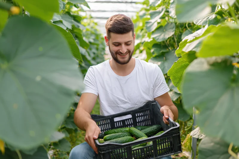 Young bearded man smiling while holding a basket of cucumbers in a greenhouse surrounded by green leaves