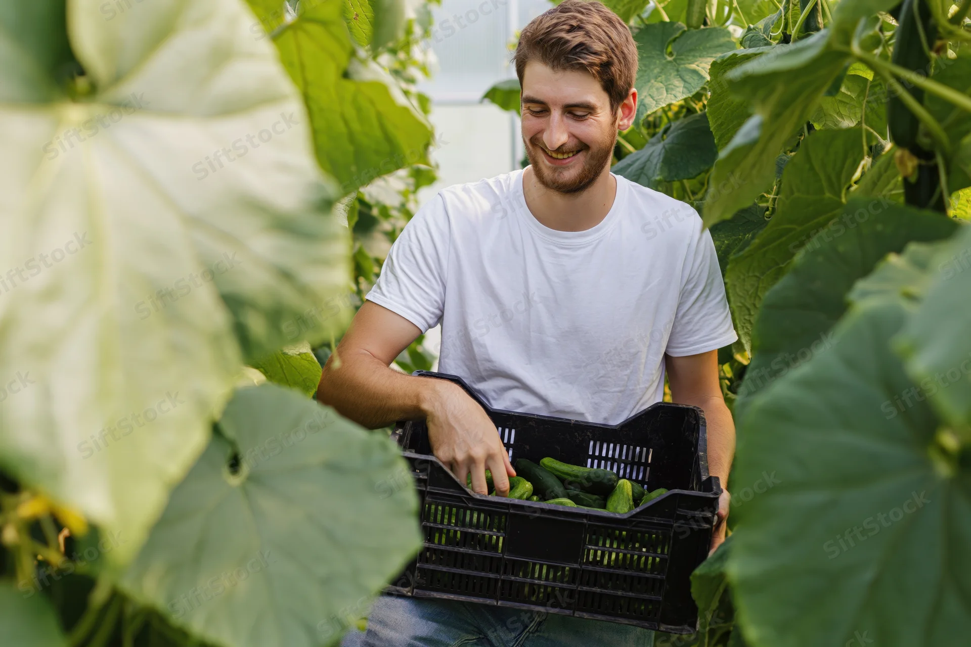 Young man smiling as he places cucumbers into a black plastic basket in a greenhouse garden