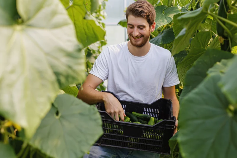 Young man smiling as he places cucumbers into a black plastic basket in a greenhouse garden