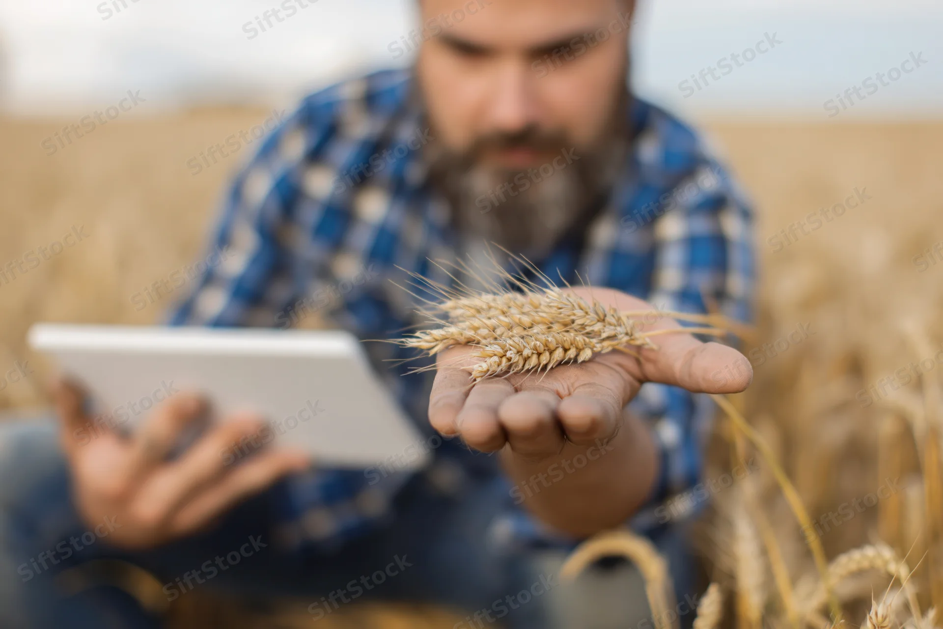 Farmer holding wheat ear while using tablet in field