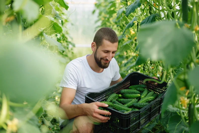Young man harvesting cucumbers in a greenhouse garden