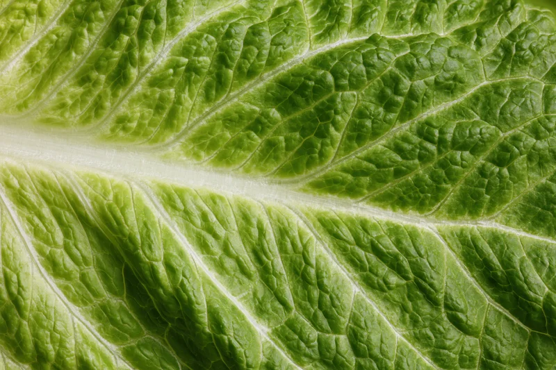 Close-up of a fresh romaine lettuce leaf showing detailed veins and texture