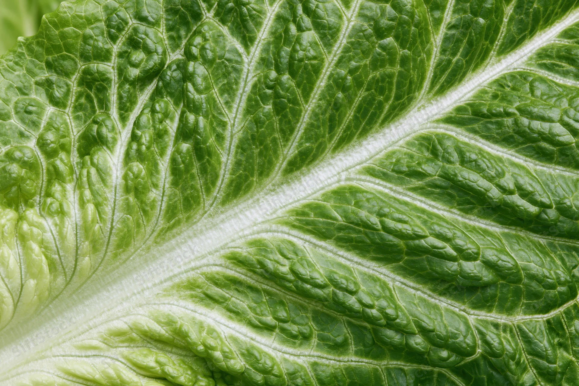 Close-up of a fresh romaine lettuce leaf showing detailed veins and texture