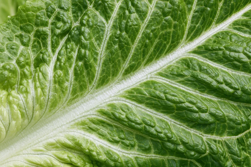 Close-up of a fresh romaine lettuce leaf showing detailed veins and texture