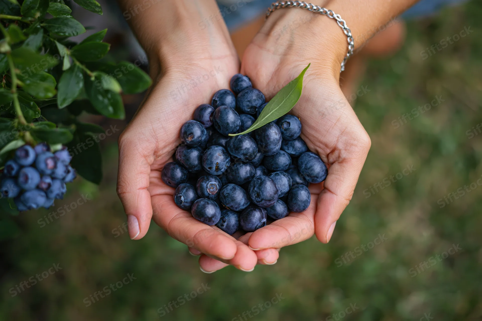 Woman holding fresh blueberries in cupped hands in a garden