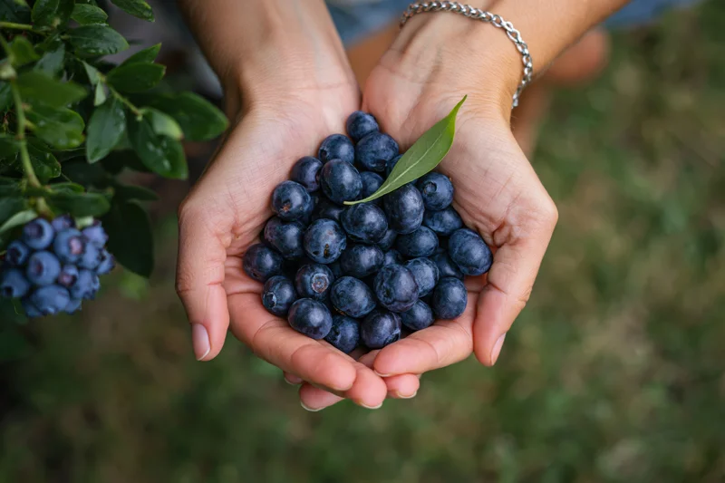 Woman holding fresh blueberries in cupped hands in a garden