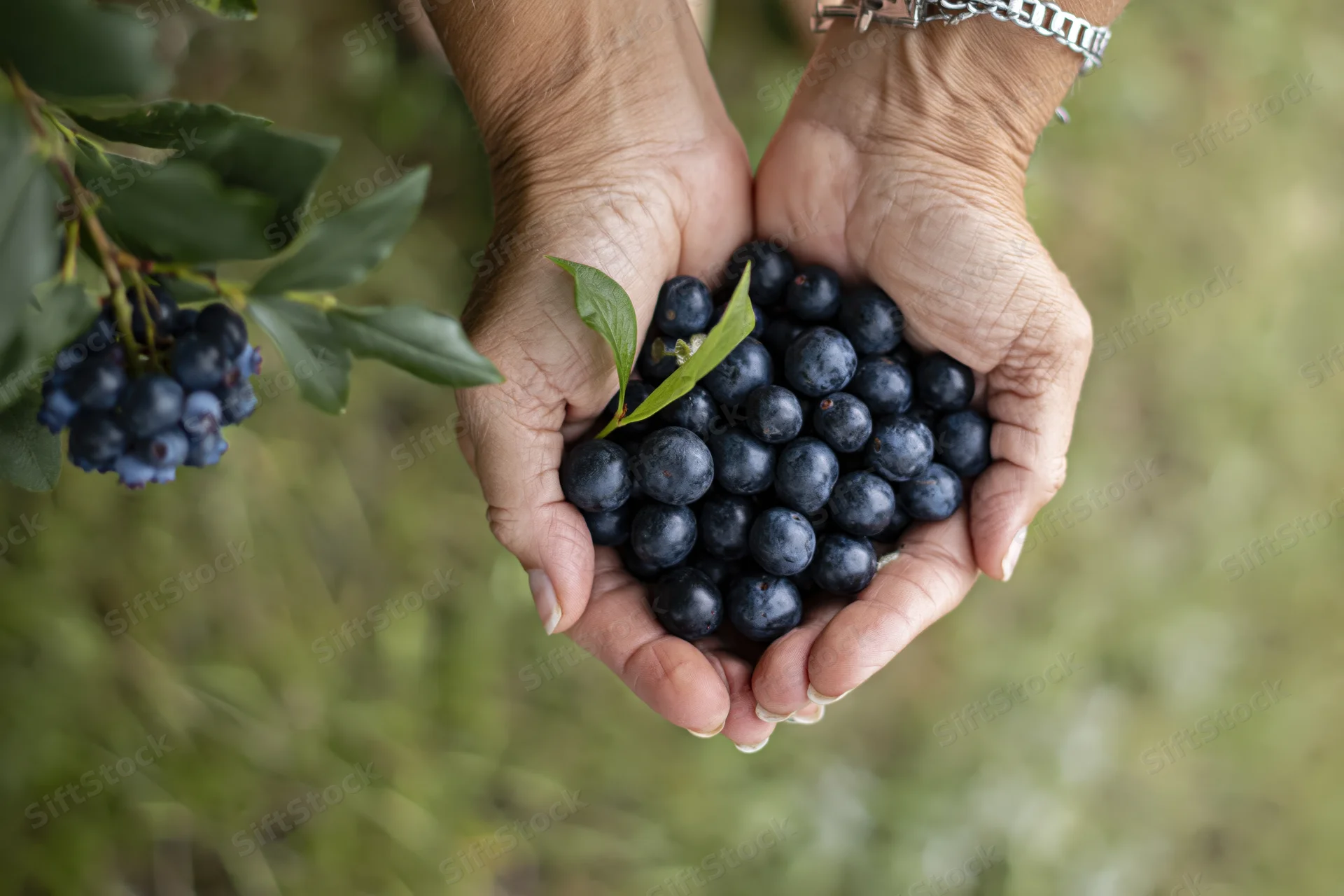 Woman's hands cupped together holding fresh blueberries in a garden