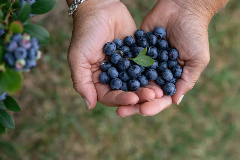 Woman's cupped hands holding fresh blueberries in a garden field