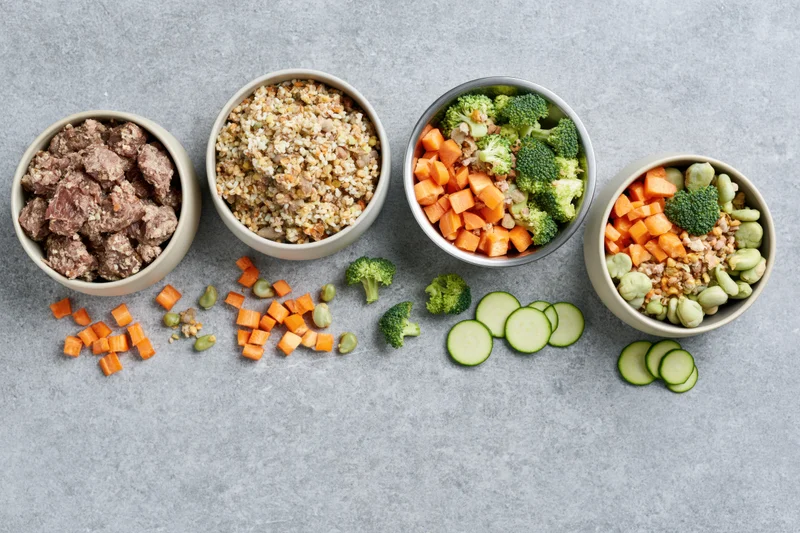 Four pet food bowls arranged in a row on a gray textured surface with scattered vegetables and grains