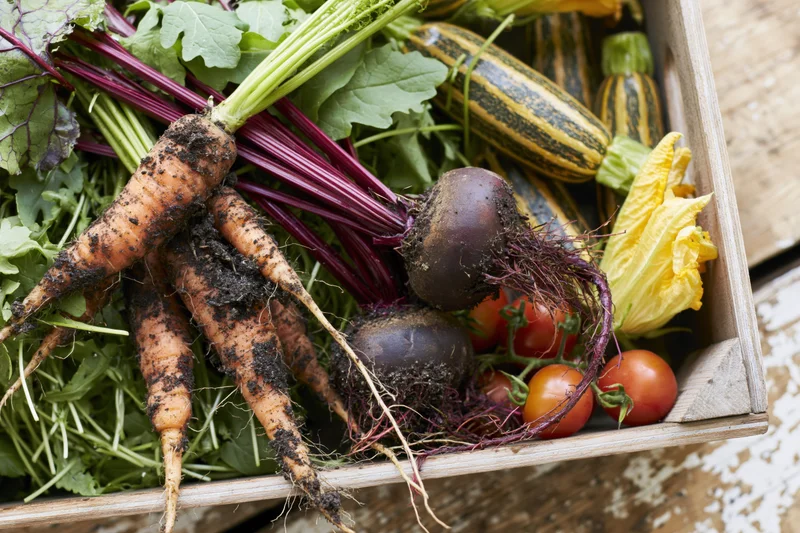 Fresh harvested vegetables including carrots, beets, zucchini, and tomatoes arranged in a shallow wooden crate
