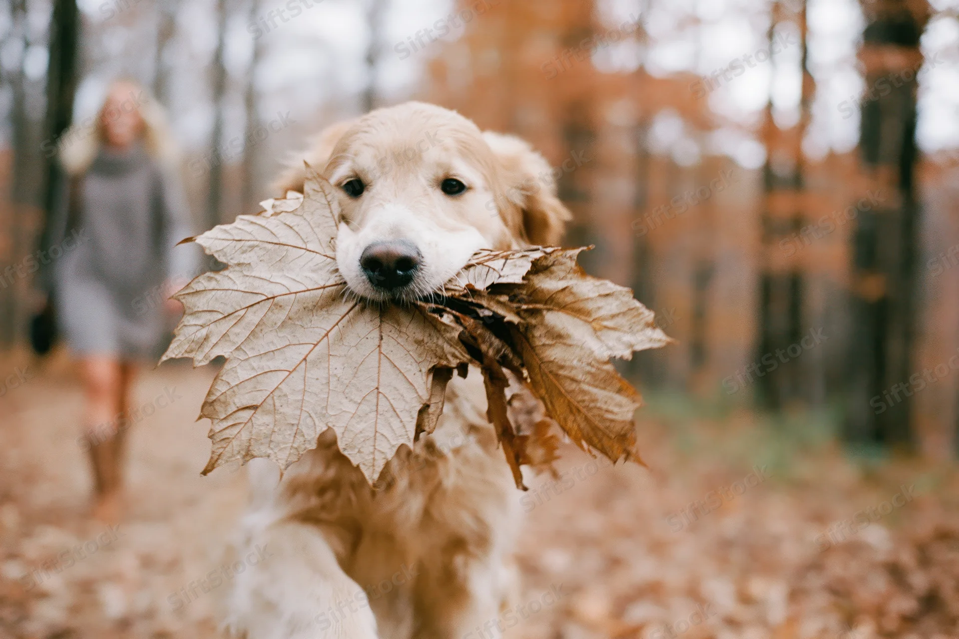 Golden retriever running toward camera with autumn leaves in its mouth in a forest setting