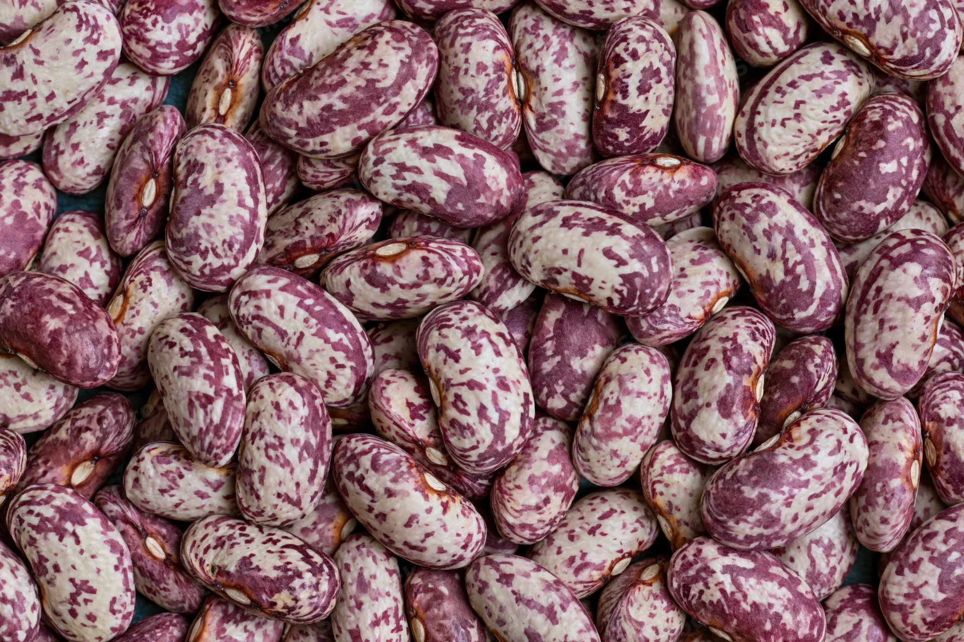 Dried speckled borlotti beans filling the frame in a close-up view