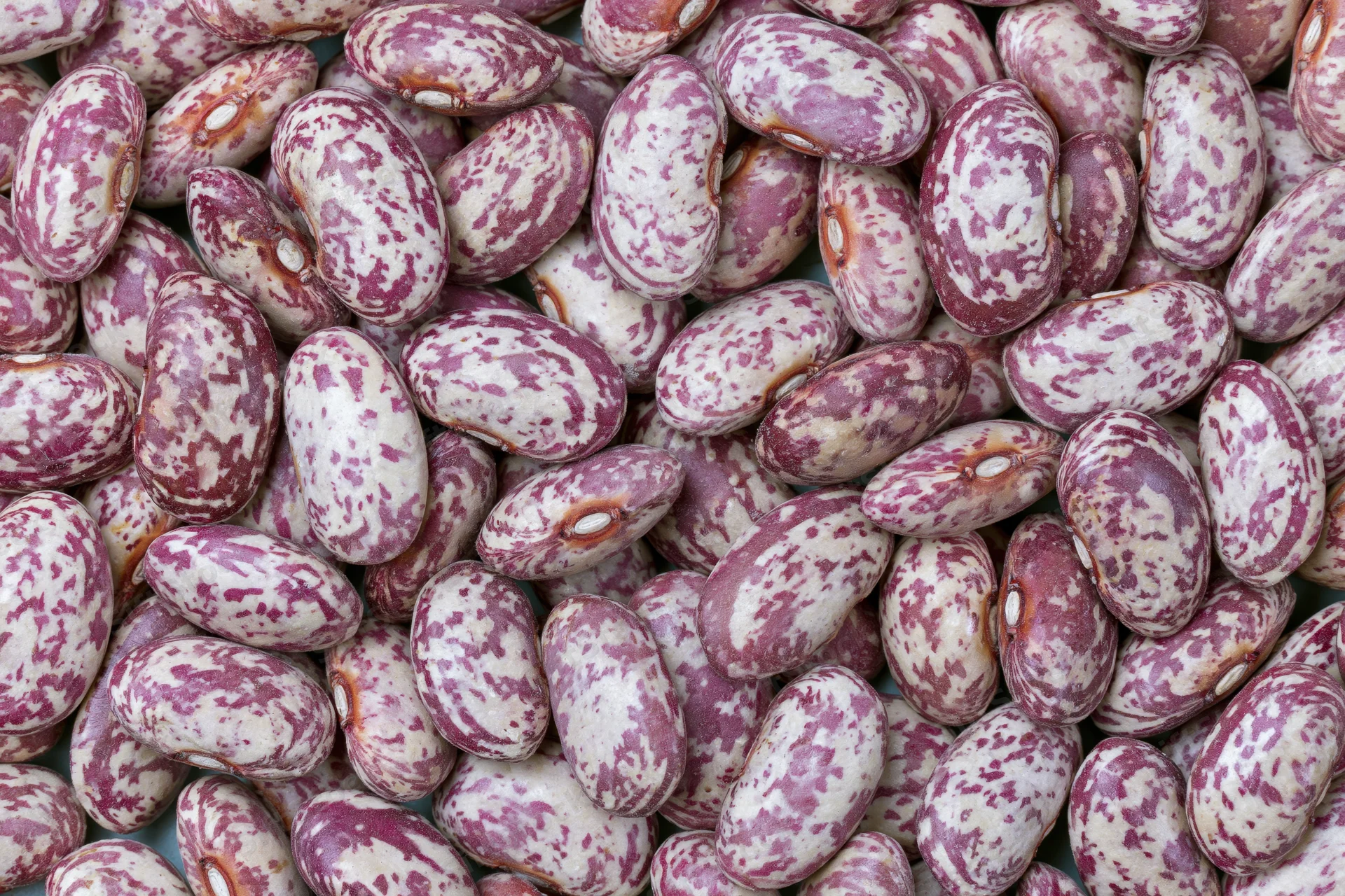 Dried speckled borlotti beans piled closely together filling the frame